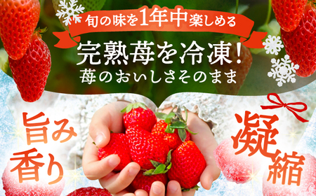 冷凍苺 5kg いちご 苺 イチゴ【配達不可：離島】 / くぼ苺農園[AECJ027]