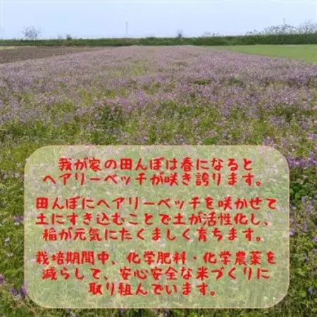 【ふるなびWEEK対象】熊本県益城町産 単一原料米 令和7年産「ヒノヒカリ」10kg(5kg×2袋)【1685535】