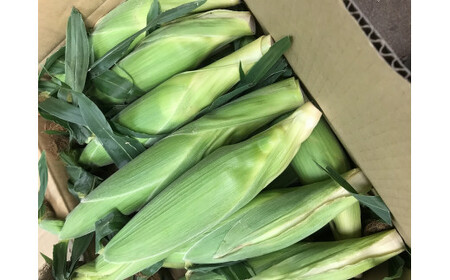 甲州屋厳選 高原とうもろこし A級品 約2.5kg（5～8本）【2026年発送】B-141