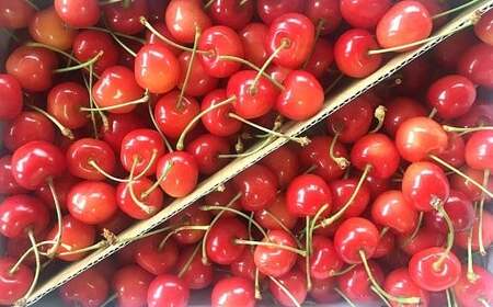 【令和8年産先行予約】 さくらんぼ 「佐藤錦または紅秀峰」 約1kg (秀 M以上) バラ詰め 《令和8年6月中旬～発送》 『南陽中央青果市場』 サクランボ 果物 山形県 南陽市 [2582]