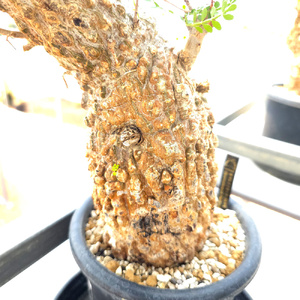 オペルクリカリア・パキプス「塊根植物の王様」(発根管理済) Z9｜観葉植物 コーデックス [0595]