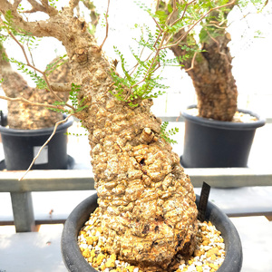 オペルクリカリア・パキプス「塊根植物の王様」(発根管理済) Z11｜観葉植物 コーデックス [0597]