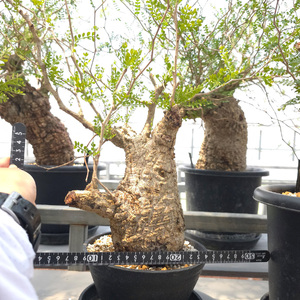 オペルクリカリア・パキプス「塊根植物の王様」(発根管理済) Z13｜観葉植物 コーデックス [0599]