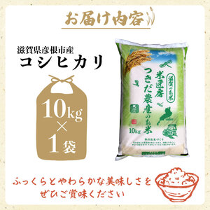コシヒカリ 10kg こしひかり 令和7年産 精米 つきだ農産