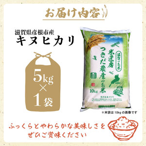 令和7年産 キヌヒカリ 白米 5kg
