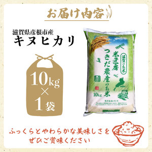 令和7年産 キヌヒカリ 白米 10kg