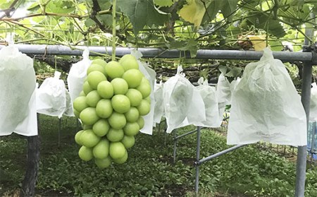 厳選シャインマスカット 秀品 600g以上 1房入 1箱 [前半] 【令和8年産先行予約】FS25-678 くだもの 果物 フルーツ 山形 山形県 山形市 2026年産