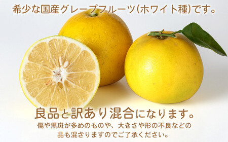 環境マイスターのグレープフルーツ 良品・訳あり混合 10kg （栽培期間中は無肥料・農薬不使用） 果物 くだもの フルーツ グレープフルーツ 柑橘 【2026年3月下旬～6月上旬迄順次発送予定】