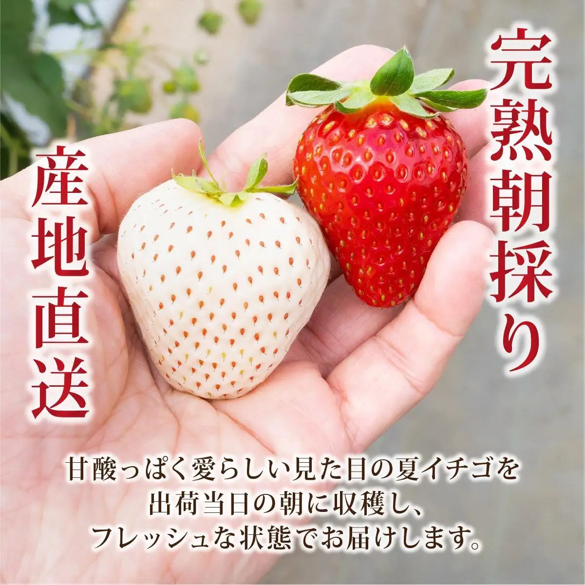 ＜2026年先行予約＞ サラダないちご（赤・白）ご褒美 苺 最旬 贈答 ギフト プレゼント 果物 フルーツ イチゴ 北海道 伊達【ecg-003】