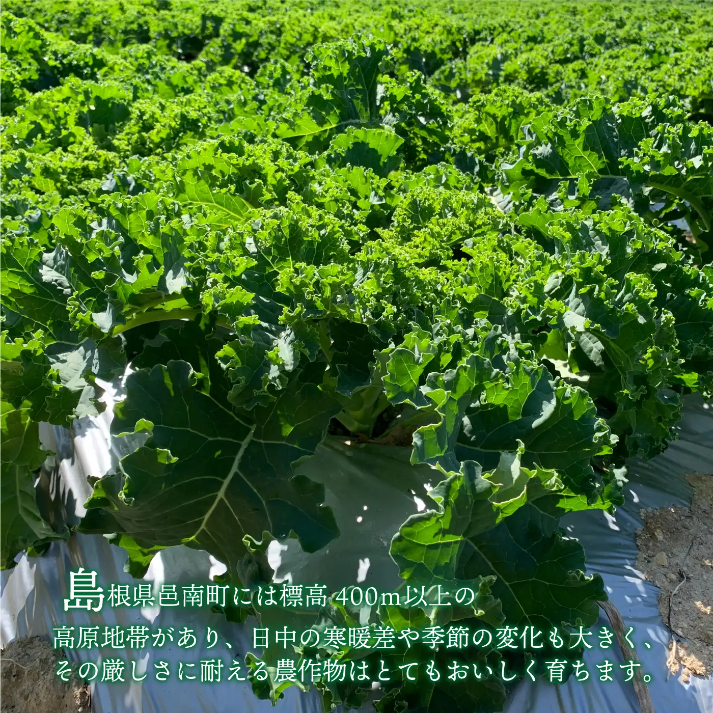 カリーノケール1kg　6月よりお届け