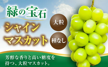 【2026年8月中旬より順次発送】新鮮シャインマスカット 1.2kg（2-3房）[VEL001]