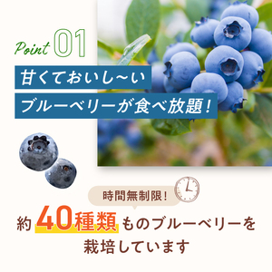 【6月～8月】 ブルーベリー狩り ペアチケット 【時間無制限・食べ放題】