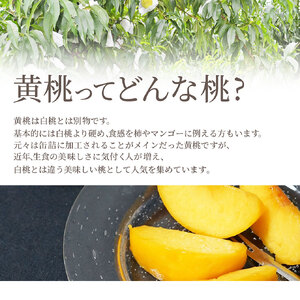 黄桃 ( 品種 おまかせ ) 2kg フルーツ 果物 山形 08-10-009