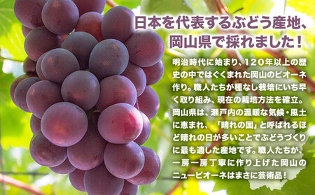 【先行予約】 岡山県産 ニューピオーネ詰合せ 計 1.5kg 株式会社はちや《8月下旬‐9月下旬頃出荷》送料無料【配送不可地域あり】