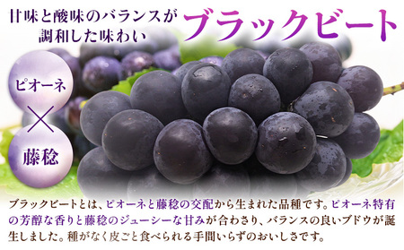 【先行予約】岡山県産 ぶどう ブラックビート 700g 1房 株式会社 はちや《8月上旬-9月上旬頃出荷》【配送不可地域あり】