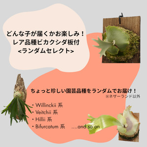 レア品種 ビカクシダ板付（ランダムセレクト）
