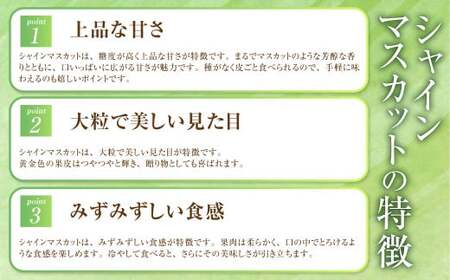 岡山県産 シャインマスカット「晴王」とニューピオーネ 2Lサイズ 計約1kg 【2026年8月下旬～9月下旬迄発送予定】  くだもの フルーツ 詰め合わせ ぶどう