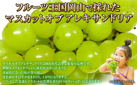 岡山県産 マスカットオブアレキサンドリア 約1kg（500g×2房） 【2026年8月下旬～9月下旬迄発送予定】 果物 くだもの フルーツ ぶどう ブドウ 葡萄 マスカット