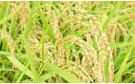 フタエさんのお米 元気つくし 5kg 白米 うるち米 ごはん