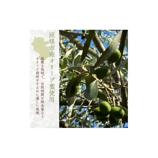 《ギフトボックス入り》匝瑳オリーブ 千朋園　オリーブ茶　2袋 60g（1袋2g×15パック×2袋） ／ お茶 オリーブ茶 オリーブ オレウロペイン ポリフェノール ティーバッグ ギフト 贈答 贈り物