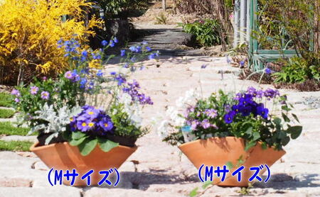 ブルー・パープルの寄せ植え（舟形Mサイズ）2個 花 植物 