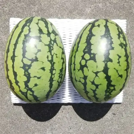 【先行受付/2026年8月上旬より発送】2玉!夏を思いっきり楽しむ!シャリ感抜群!スイカ【ぷちっと】【配送不可地域：離島・北海道・沖縄県】【1685556】