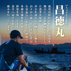【A78005】ロコフィッシュ 地魚 下処理済 鮮魚 ボックス 約2～3kg 発泡スチロール包装 鮮魚BOX 【昌徳丸】