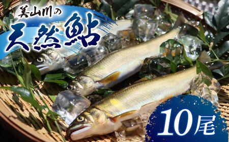 美山川の天然鮎 10尾 冷凍【 鮎 】