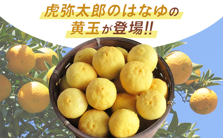 【2026年11月以降順次配送】柚子 花柚子(黄玉) 16パック 国産 柑橘 hy-0004