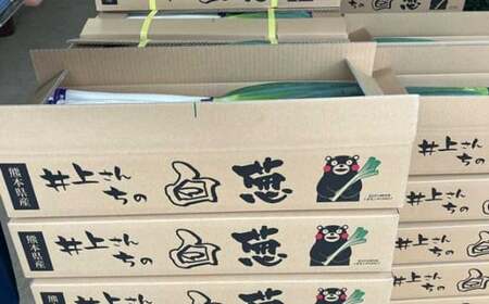 先行予約 球磨美人 井上さんちの 白ネギ L × 30本 野菜 ねぎ ネギ 葱 白ねぎ 白葱 【2026年8月下旬～9月下旬迄発送予定】