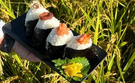 定期便 6ヶ月 米 5kg 令和7年度産 米 ひのひかり 筑後小郡産 農家直送 6回 お米 コメ お楽しみ