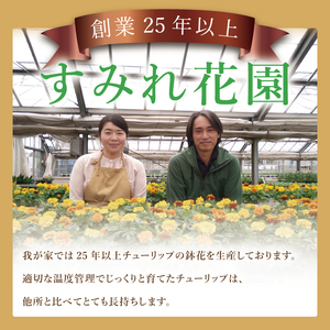 行方市の花農家「すみれ花園」季節の寄せ植えワークショップ(10号サイズ鉢)｜花 お花 季節の花 ワークショップ 体験 体験チケット ラーケーション ガーデンセラピー 寄せ植え 茨城県 行方市(EH-31)