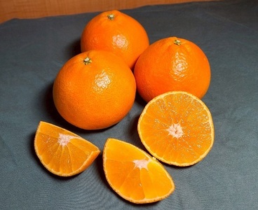 【2026年先行予約】みかん 訳あり 愛果28号 紅まどんなと同一品種 5kg サイズミックス ご家庭用 【12月から順次発送予定】 愛媛 人気 数量限定 柑橘 伊予侍ファーム 伊予市｜C137