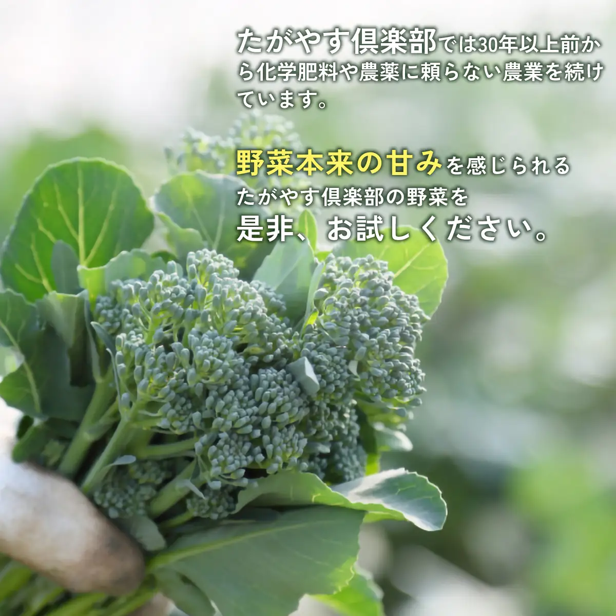 ≪8か月定期便≫有機農業の第一人者 たがやす倶楽部 齊藤 完一さんの「季節の野菜セット」 SMCL008