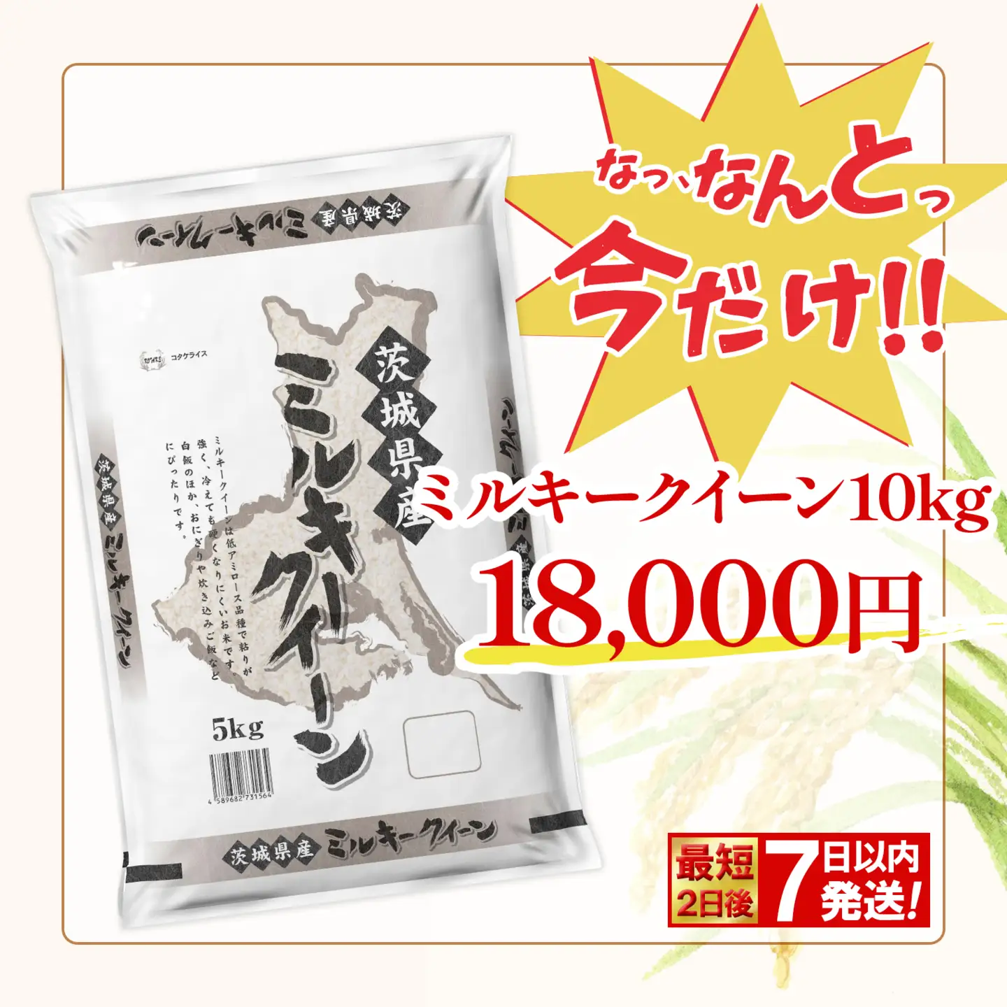 最短発送 ミルキークイーン 10kg 令和7年産 白米 茨城県産 米 K2661