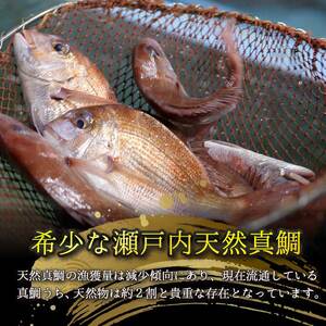 瀬戸内産 天然鯛 約2.5kg（500g×5匹/鱗・内臓処理） 鯛 天然鯛 真鯛 天然 鮮魚 下処理済 瀬戸内 広島県 三原市 154006