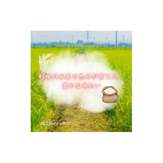 利根町産コシヒカリ　精米10kg ／ 米 こめ コメ お米 おこめ コシヒカリ こしひかり 令和7年産 白米 精米 ご飯 ごはん 10kg 送料無料