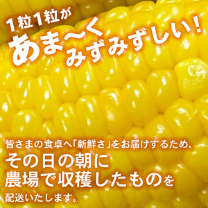 朝採れ とうもろこし 13-15本 【トウモロコシ】