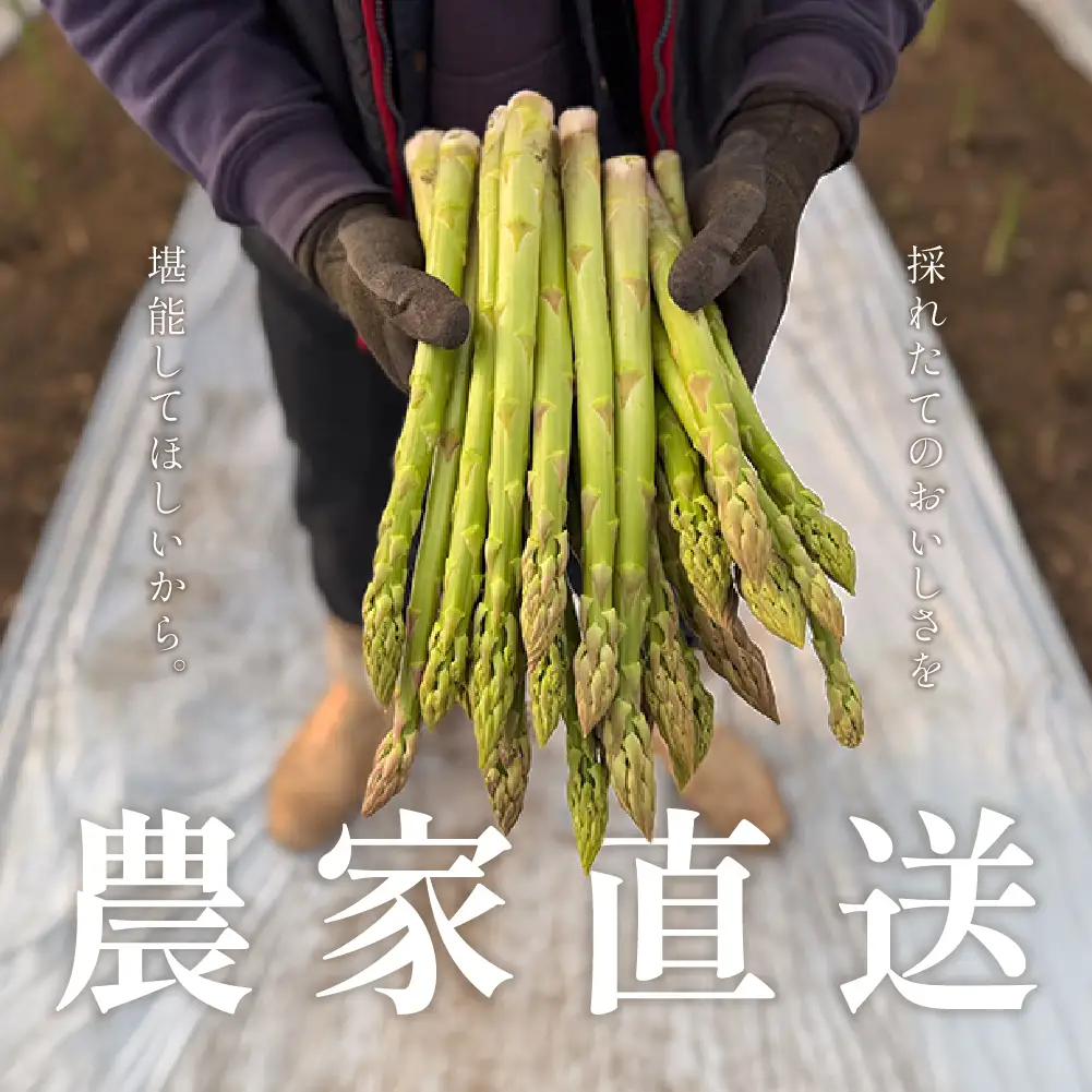 （2026年5月から順次発送）高級アスパラガス 隆至の龍 500g（約25本入り）レギュラーサイズ【119-3】