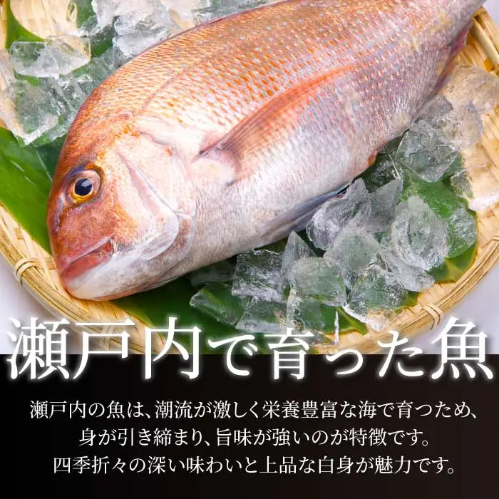 瀬戸内産 天然鯛 約2.5kg（500g×5匹/鱗・内臓処理）・鮮魚2種 詰め合わせ 地魚 鯛 天然鯛 真鯛 天然 鮮魚 下処理済 瀬戸内 広島県 三原市 154007