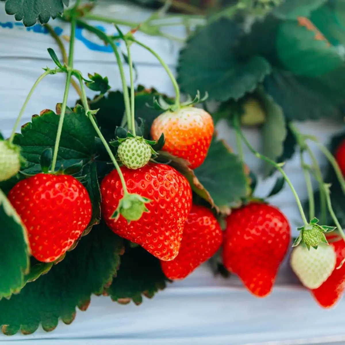 あまりん 冷凍いちご 2kg | あまりん