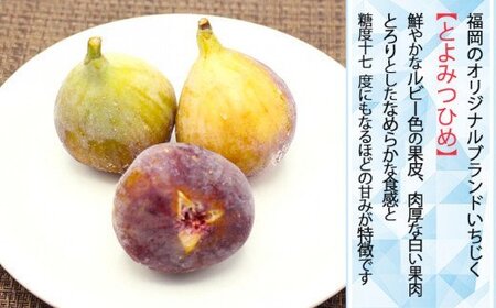 【福岡県産】冷凍とよみつひめ（イチジク）　２ｋｇ（１ｋｇ×２） 2L8-S