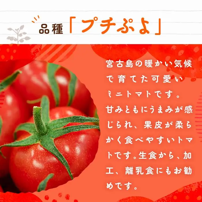 宮古島産 トマト 【プチぷよ】 約800g　糖度平均12度（PN02）