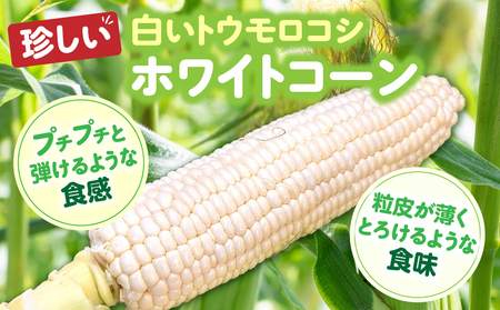 【訳あり】ご家庭用細物ホワイトコーン約3.5kg | とうもろこし 野菜 コーン 旬の野菜 旬 季節の野菜 季節 贈答 贈り物 ギフト プレゼント おすそ分け グルメ お取り寄せ 人気 おすすめ 特産 特産品 生鮮食品 香川県 三木町 |_mk006-058