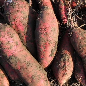 【予約受付】【お得な訳あり！】　さつまいも　紅はるか 10kg / さつまいも 芋 お芋 紅はるか 訳あり 【delf008】