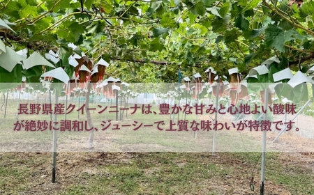 【2026年先行予約】クイーンニーナ 900g以上（2房）｜ぶどう ぶどう