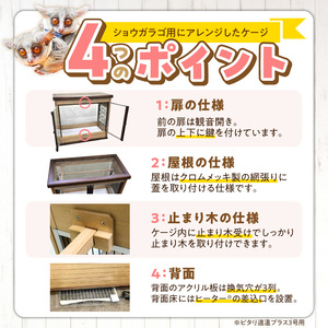 ショウガラゴ用・木製ケージ _ ショウガラゴ用 木製 ケージ ショウガラゴケージ ショウガラゴ 遊び場 家具調仕上げ シンプル おしゃれ 高級感 インテリア 受注生産 ショウガラゴハウス ペット用品 お取り寄せ 福岡県 久留米市 送料無料  〔Qx105〕