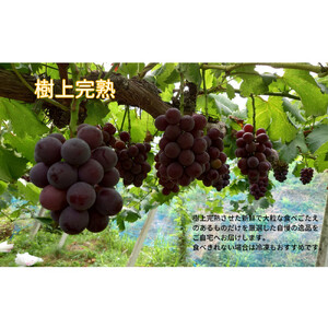 家庭用 藤稔　1.0kg以上 2房 朝採れ ぶどう 葡萄  Kawahara Green Farm　岡山県産　2026年