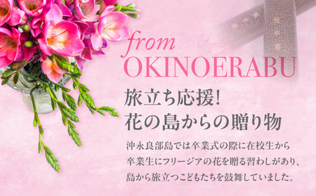 【 先行受付 】 フリージア 球根 （ ピンク ） 1kg C076-002-02 花 植物