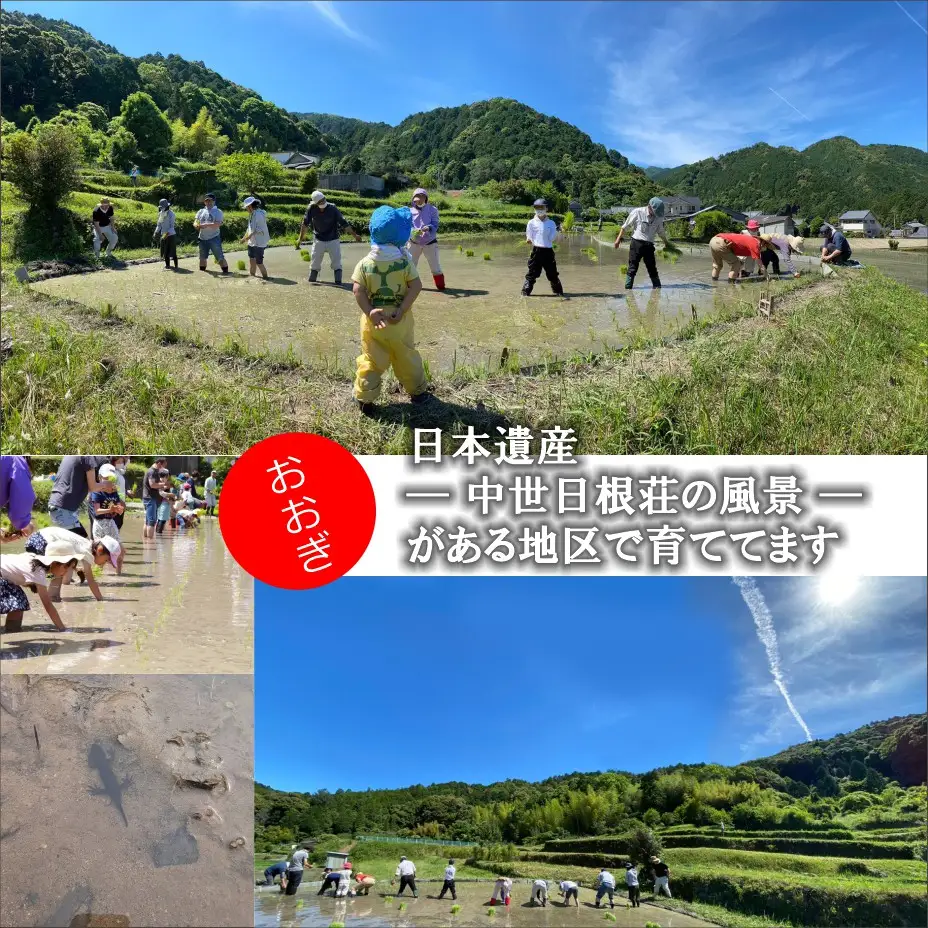 日本遺産の棚田景観で育てた大木米（白米）2kg